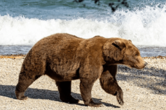 History-making mother bear could be big Fat Bear Week 2026 contender