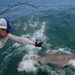 Researchers catch sharks off NY’s Hamptons, attach trackers to toothy predators