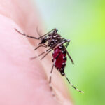 ‘It’s in the realm of possibility’: Climate change is spurring a reemergence of yellow fever, and the US could face future threats