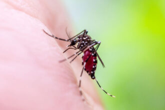 ‘It’s in the realm of possibility’: Climate change is spurring a reemergence of yellow fever, and the US could face future threats