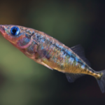 These fish rely on teamwork to find food in murky water