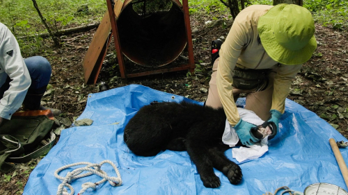 Japan’s continuing bear problems can’t be solved by culling alone