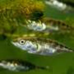 Fish dads offer new insight into behavioral effects of receiving paternal care