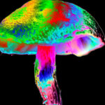 Psilocybin may protect against a common, debilitating side effect of chemotherapy, early study finds