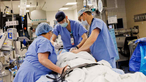 Pig kidneys successfully transplanted into humans