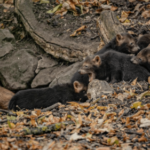 Bush dog puppies sound like birds