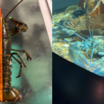 Pair of rare, colorful lobsters have a new home in Maine