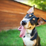Why dogs tilt their heads, according to science