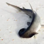 Scientists overturn a theory about this shark’s strange head