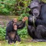 Young Chimpanzees Develop Distinct Vocal Accents That Become Stronger With Age