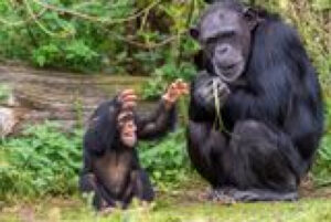 Young Chimpanzees Develop Distinct Vocal Accents That Become Stronger With Age
