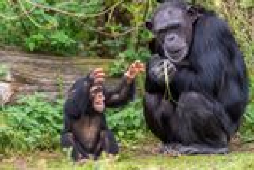 Young Chimpanzees Develop Distinct Vocal Accents That Become Stronger With Age