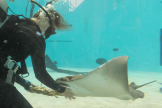 Happy Birth-ray! Mystic the cownose ray turns 27