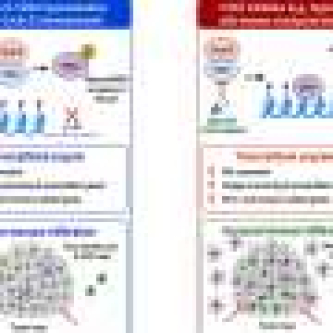 Targeting cell division protein CDK2 could boost immunotherapy response across a wide range of cancers