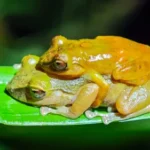 This “new” frog was hiding in plain sight for 100 years