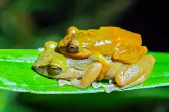 This “new” frog was hiding in plain sight for 100 years