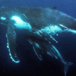 Australia’s humpback whales were acting weird. What happened next surprised scientists.