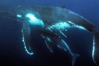 Australia’s humpback whales were acting weird. What happened next surprised scientists.