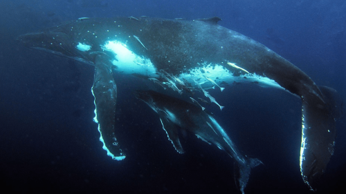 Australia’s humpback whales were acting weird. What happened next surprised scientists.