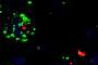 Brain signaling mechanism may explain clozapine weight gain