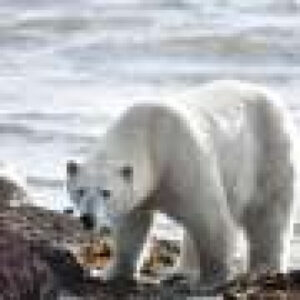 Climate change images are getting scarier—could fear help drive action?