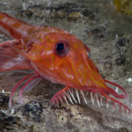 Backwards-walking fish caught on video in the South China Sea