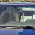 Climate change pushes thirsty bears into Coloradans’ cars — one honked a horn for hours from 3am onward