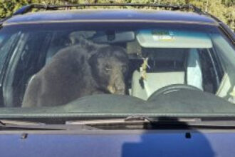 Climate change pushes thirsty bears into Coloradans’ cars — one honked a horn for hours from 3am onward
