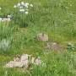 Plateau pikas, long considered pests, can help livestock eat well