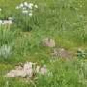 Plateau pikas, long considered pests, can help livestock eat well