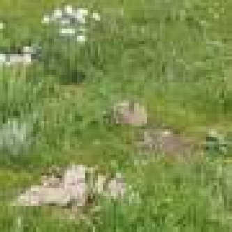 Plateau pikas, long considered pests, can help livestock eat well