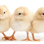 Largest Salmonella outbreak this year traced to backyard flocks