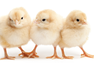 Largest Salmonella outbreak this year traced to backyard flocks