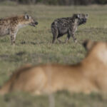 The Hidden Power Struggle Between Lions and Hyenas