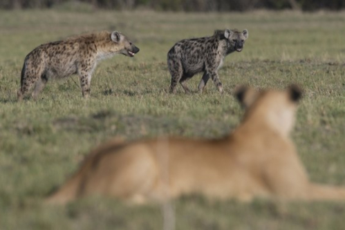 The Hidden Power Struggle Between Lions and Hyenas