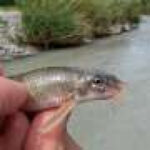 Long-lost fish species rediscovered in another section of the Inn River