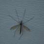 West Nile virus more than 10 times higher in South Carolina compared to national average