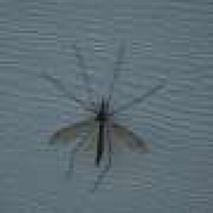 West Nile virus more than 10 times higher in South Carolina compared to national average