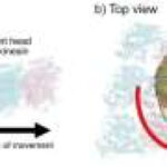 Supercomputer simulations reveal how the molecular motor kinesin steers itself along tracks