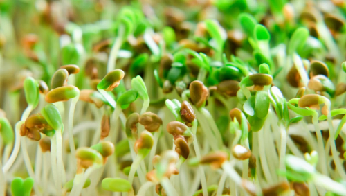 Sprout seed supplier recalled product amid outbreak