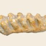 10,000-Year-Old Fossilized Mastodon Tooth Found in California Creek Is in "Immaculate Condition"