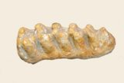 10,000-Year-Old Fossilized Mastodon Tooth Found in California Creek Is in "Immaculate Condition"