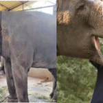 Madhuri returns home: Elephant gets grand welcome in Kolhapur after 13 months at Vantara