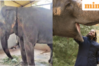 Madhuri returns home: Elephant gets grand welcome in Kolhapur after 13 months at Vantara