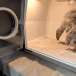 Single California condor mother gets help raising her chick
