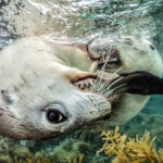 16 splashy and spectacular images from the 2026 Ocean Photographer of the Year awards