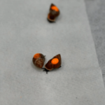 500 snails mailed to Tahiti to reclaim their natural habitat