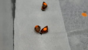 500 snails mailed to Tahiti to reclaim their natural habitat