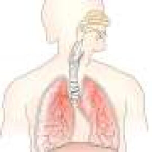 Bacteria in the airway may shape air pollution health risk