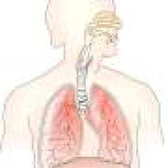 Bacteria in the airway may shape air pollution health risk